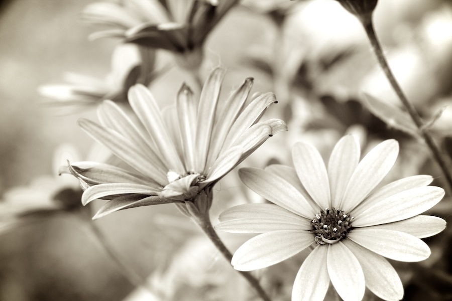 Balkonblumen